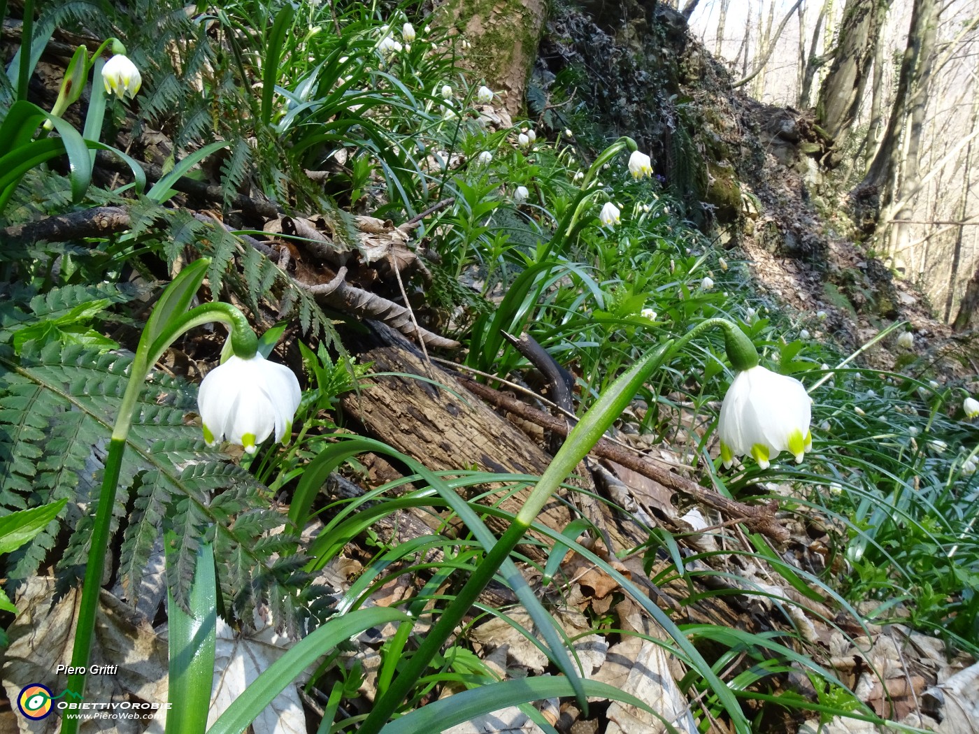 23 Leucojum vernum (Campanelle).JPG